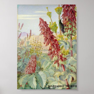 Touch Me Not Flowers and Sugar Birds ,Tulbagh  Poster