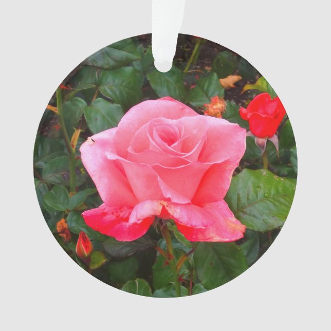Touch of Class Rose #1 Ornament (Front)