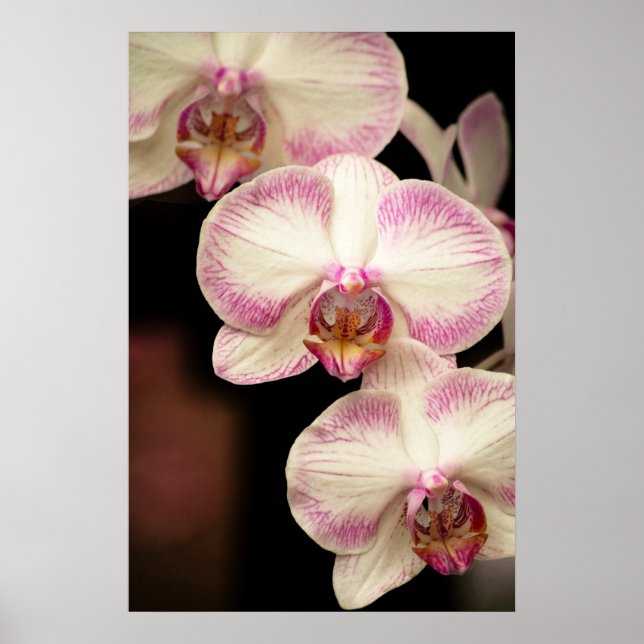 Touch of Pink - Orchids Poster (Front)