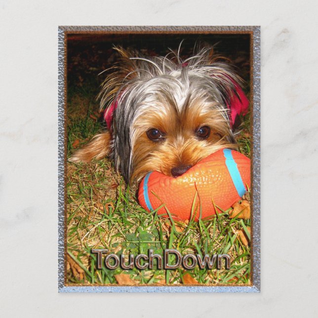TouchDown Yorkie Postcard (Front)