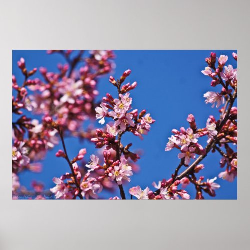 Touching Blue Japanese Cherry Blossoms Poster