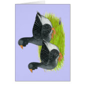 Toulouse Dewlap Geese (Front)