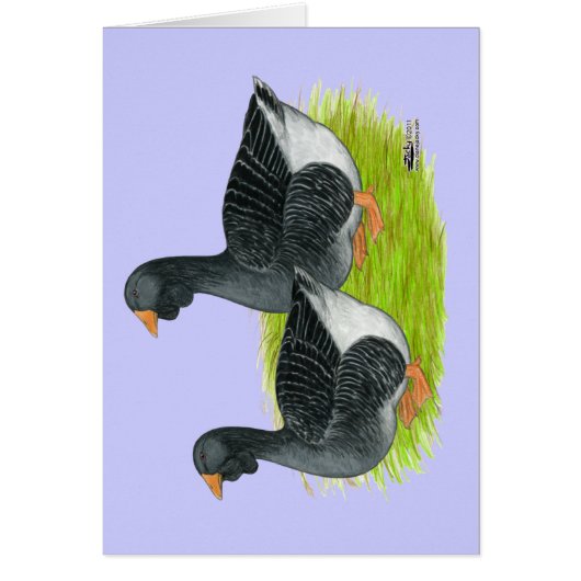 Toulouse Dewlap Geese Cards (Front)