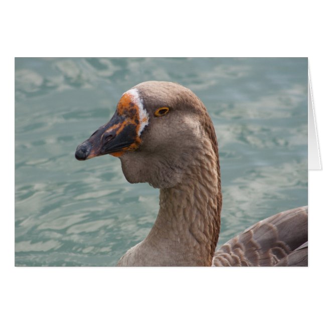 Toulouse Goose Cards (Front Horizontal)