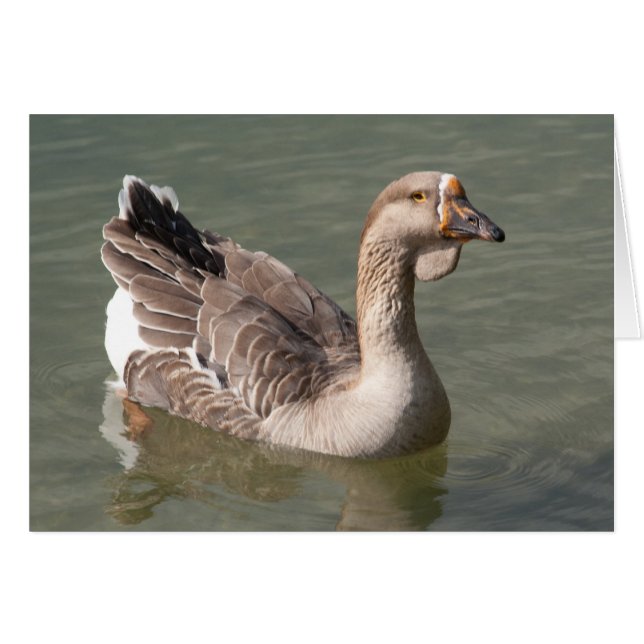 Toulouse Goose Cards (Front Horizontal)