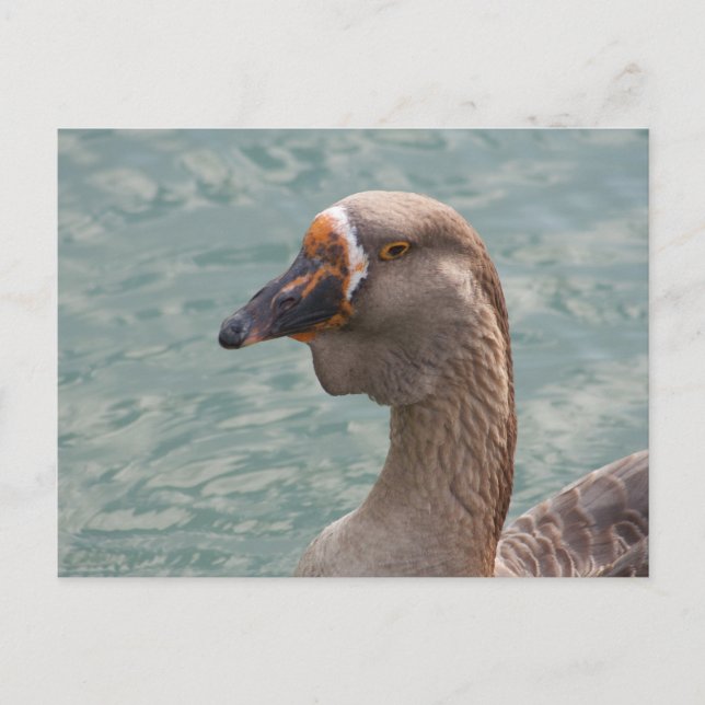 Toulouse Goose Postcard (Front)