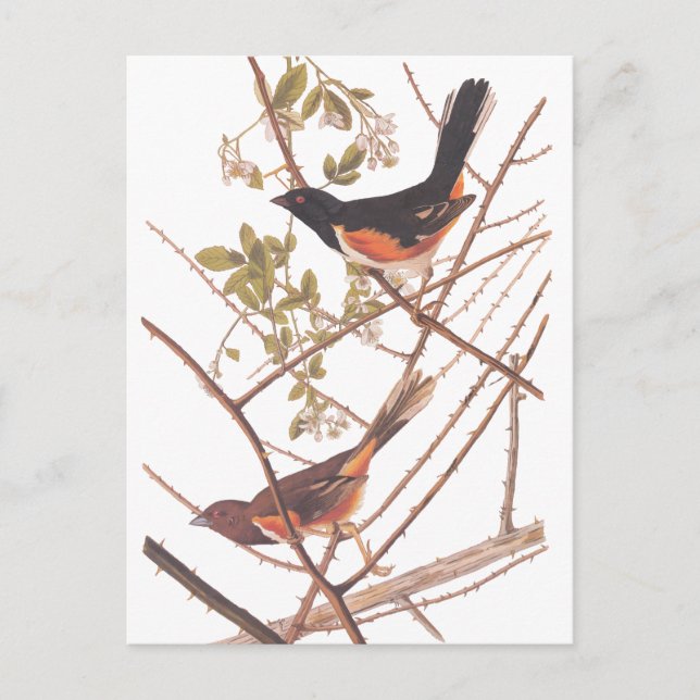 Towee Bunting Audubon Black and Orange Song Birds Postcard (Front)