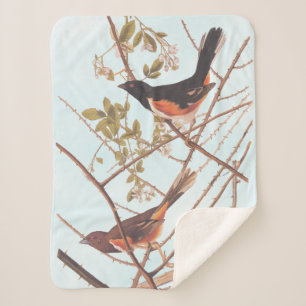 Towee Bunting Audubon Black and Orange Song Birds Sherpa Blanket
