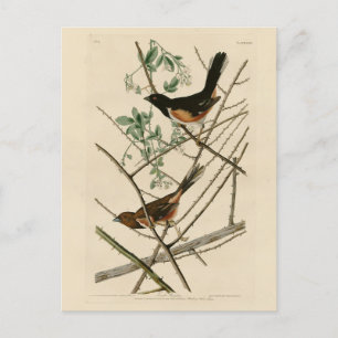 Towee Bunting (Eastern Towee) from Audubon's Birds Postcard