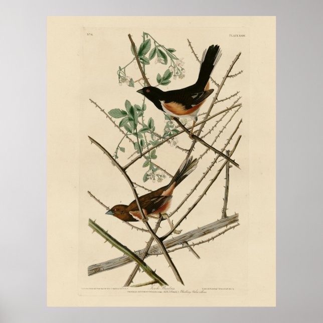 Towee Bunting (Eastern Towee) from Audubon's Birds Poster (Front)