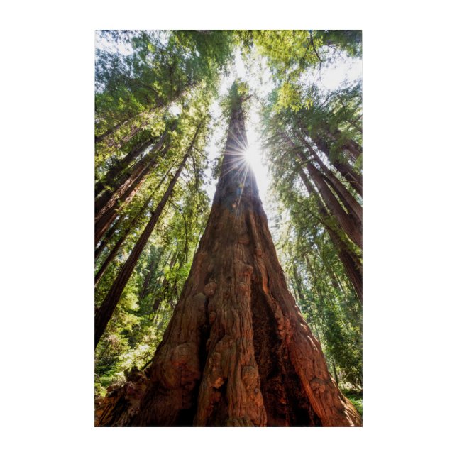 Towering Redwoods Acrylic Print (Front)