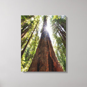 Towering Redwoods Canvas Print