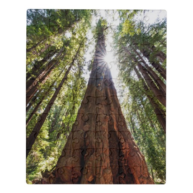 Towering Redwoods Jigsaw Puzzle (Puzzle Vertical)
