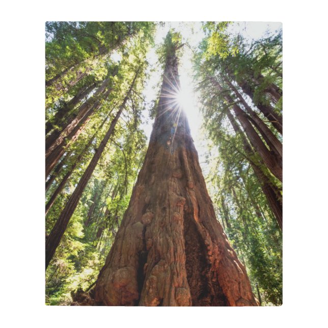 Towering Redwoods Metal Print (Front)