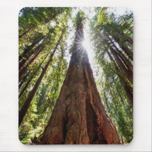 Towering Redwoods Mouse Pad