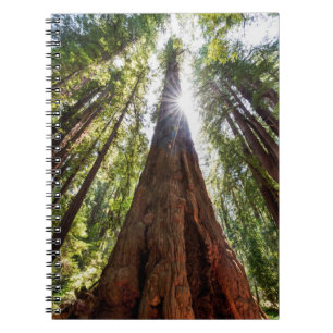 Towering Redwoods Notebook
