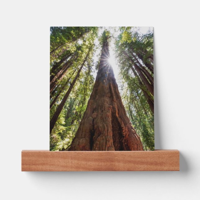 Towering Redwoods Picture Ledge (Front)