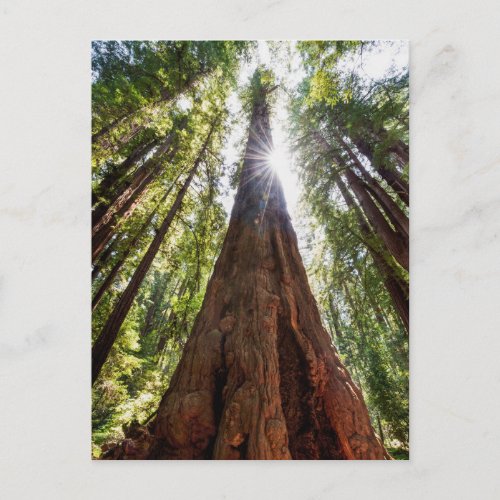 Towering Redwoods Postcard