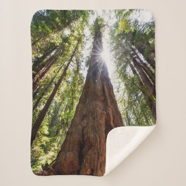 Towering Redwoods Sherpa Blanket (Front)