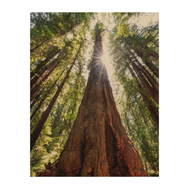 Towering Redwoods Wood Wall Art (Front)