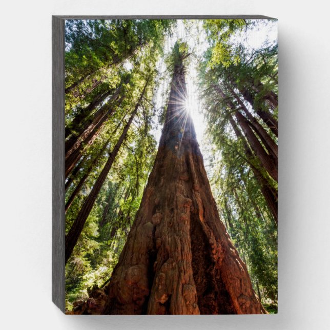 Towering Redwoods Wooden Box Sign (Front Vertical)