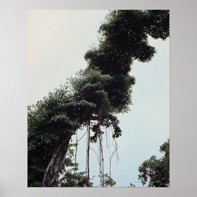 Towering tree and vines in jungle poster (Front)