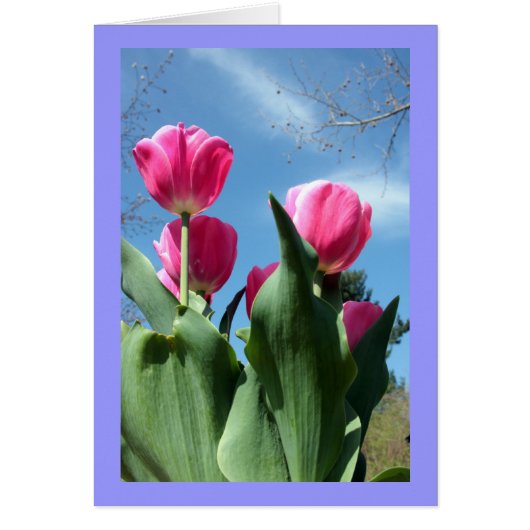 Towering Tulips Cards (Front)