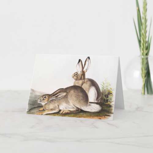 Townsends Rocky Mountain Hare Lepus Townsendii Card