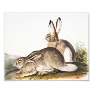 Townsend's Rocky Mountain Hare (Lepus Townsendii) Photo Print