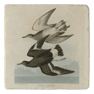 Townsend's Sandpiper - Audubon's Birds of America Trivet