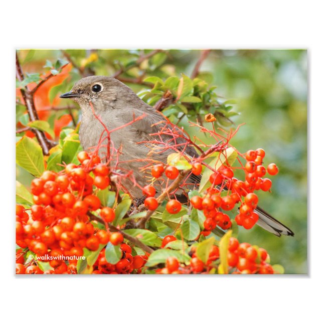 Townsend's Solitaire and the Pyracantha Photo Print (Front)