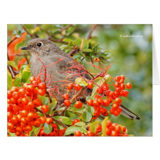 Townsend's Solitaire on the Pyracantha (Front Horizontal)
