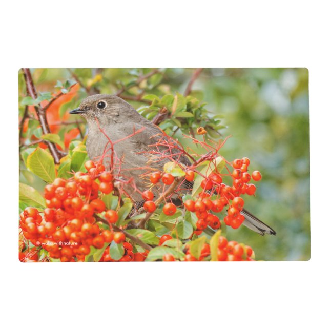 Townsend's Solitaire on the Pyracantha Placemat (Front)