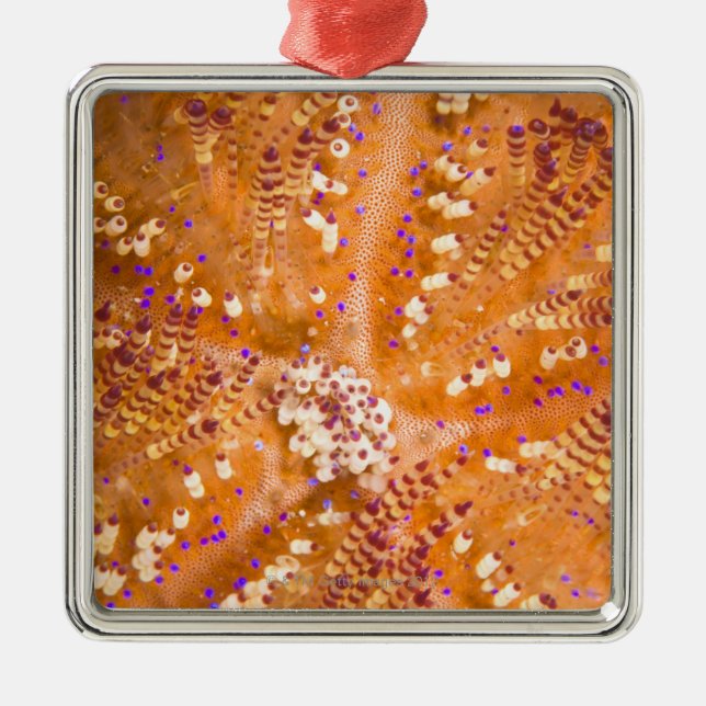 Toxic Fire Urchin (Asthenosoma varium) Metal Ornament (Front)
