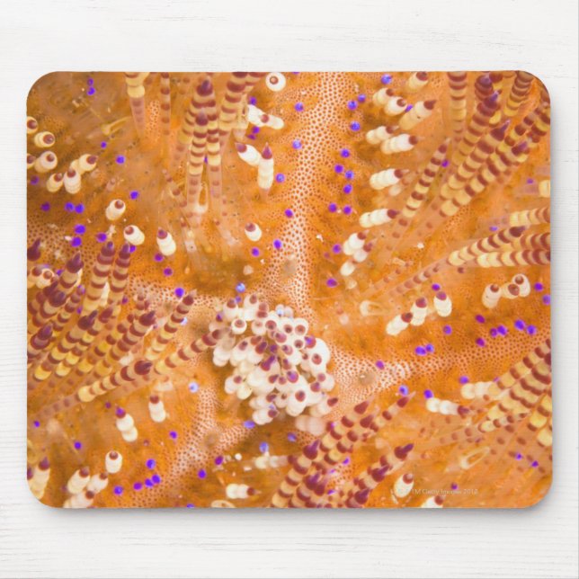 Toxic Fire Urchin (Asthenosoma varium) Mouse Pad (Front)