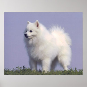 Toy American Eskimo Dog Print