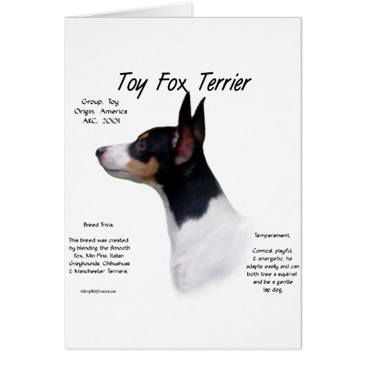 Toy Fox Terrier History Design Cards (Front)