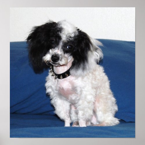 Toy Parti Poodle posing Poster