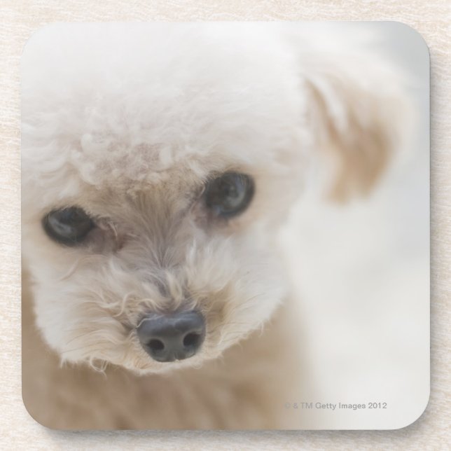 toy poodle beverage coaster (Front)