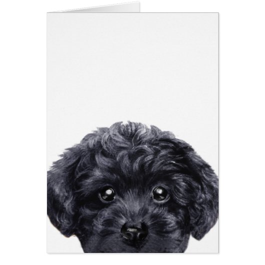 Toy poodle black, original deign by miart (Front)