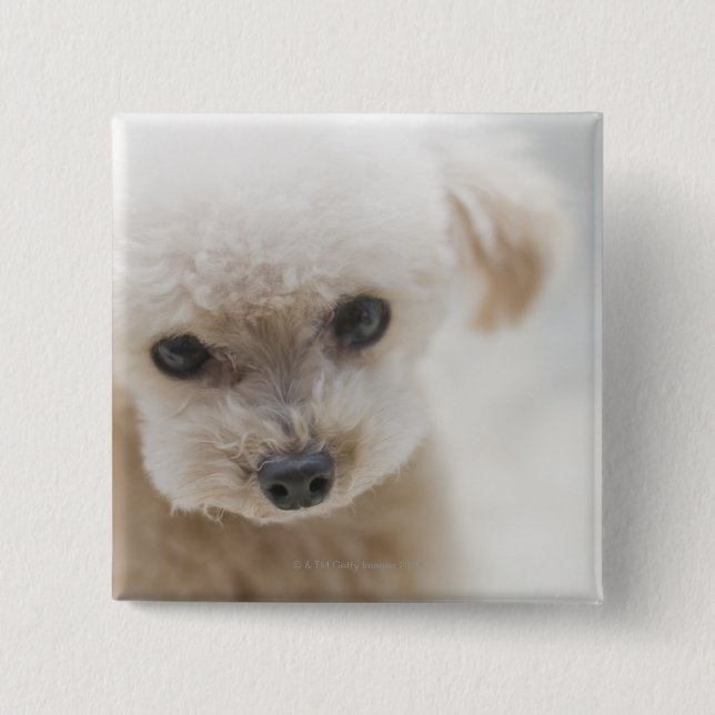 toy poodle button (Front)