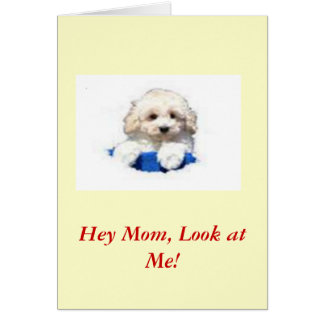 Toy Poodle Cards