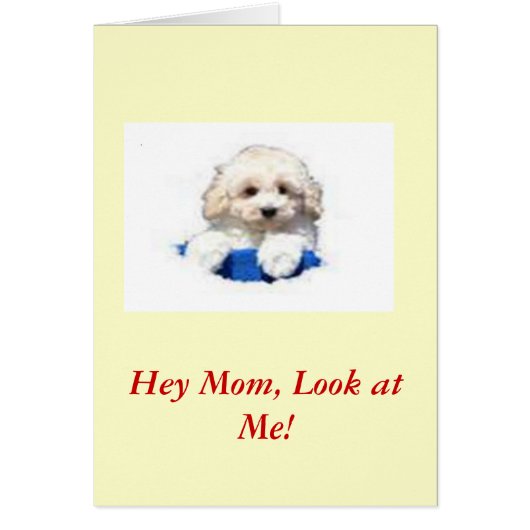 Toy Poodle Cards (Front)