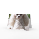 Toy Poodle Greeting Cards