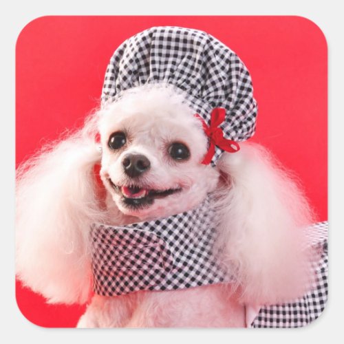 Toy Poodle in Hat  Dress Square Sticker
