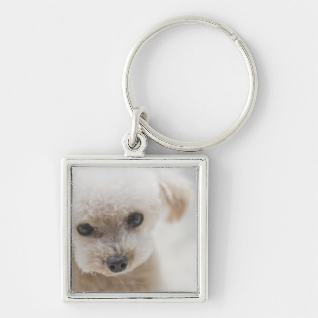 toy poodle keychain (Front)