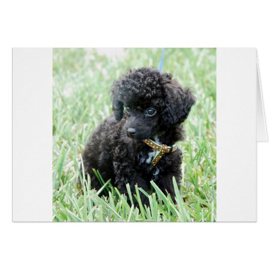 Toy Poodle Puppy Cards (Front Horizontal)