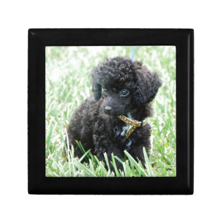 Toy Poodle Puppy Gift Box