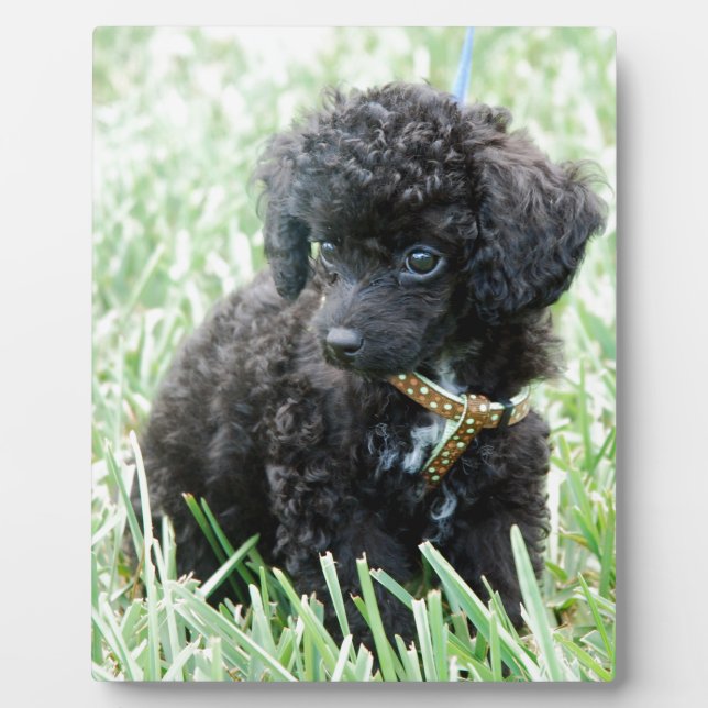 Toy Poodle Puppy Plaque (Front)