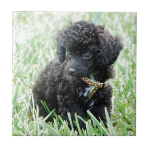 Toy Poodle Puppy Tile